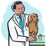 Ostéopathe pour chien : ça existe ?